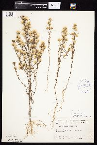 Symphyotrichum ciliatum image