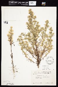 Symphyotrichum ciliatum image