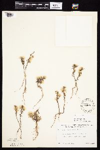 Symphyotrichum ciliatum image