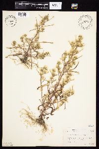 Symphyotrichum ciliatum image