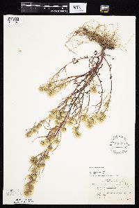 Symphyotrichum ciliatum image