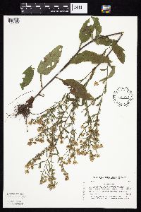 Symphyotrichum ciliolatum image