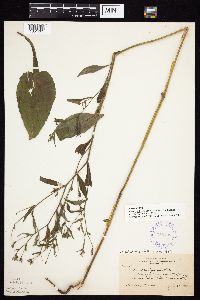 Symphyotrichum ciliolatum image