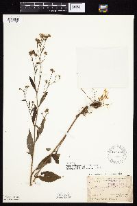 Symphyotrichum ciliolatum image