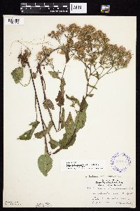 Symphyotrichum ciliolatum image