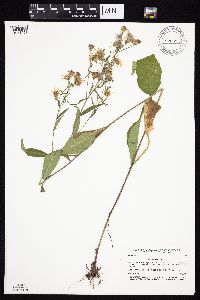 Symphyotrichum ciliolatum image