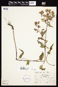 Symphyotrichum ciliolatum image