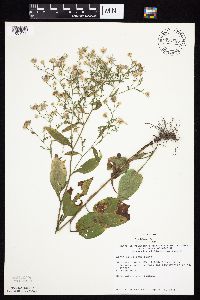 Symphyotrichum ciliolatum image