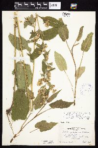 Symphyotrichum ciliolatum image