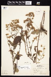 Symphyotrichum ciliolatum image