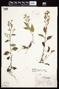 Symphyotrichum ciliolatum image