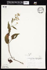 Symphyotrichum ciliolatum image