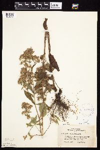 Symphyotrichum ciliolatum image