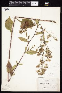 Symphyotrichum ciliolatum image