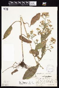 Symphyotrichum ciliolatum image