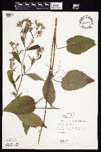 Symphyotrichum ciliolatum image