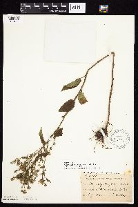 Symphyotrichum ciliolatum image