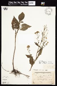 Symphyotrichum ciliolatum image