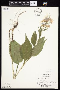 Symphyotrichum ciliolatum image
