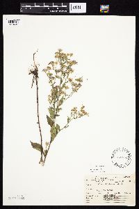 Symphyotrichum ciliolatum image