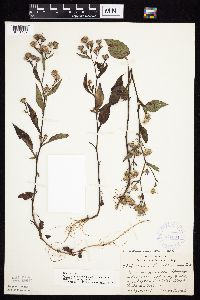 Symphyotrichum ciliolatum image