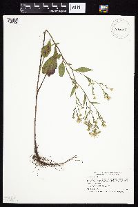 Symphyotrichum ciliolatum image
