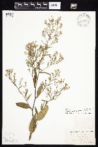 Symphyotrichum ciliolatum image