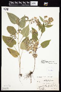 Symphyotrichum ciliolatum image