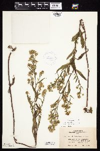 Symphyotrichum ciliolatum image