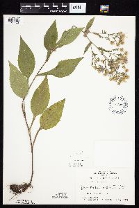 Symphyotrichum ciliolatum image