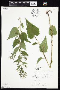 Symphyotrichum ciliolatum image
