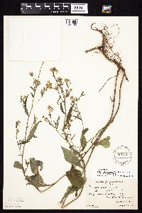 Symphyotrichum ciliolatum image