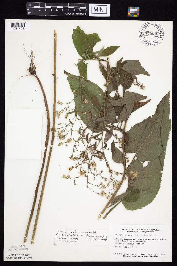 Symphyotrichum ciliolatum x drummondii image