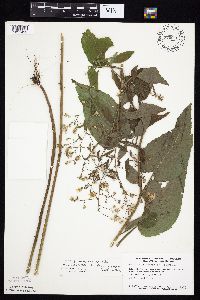 Media resource of Symphyotrichum ciliolatum x drummondii