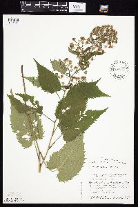 Symphyotrichum cordifolium image