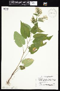 Symphyotrichum cordifolium image