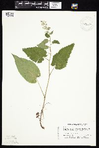 Symphyotrichum cordifolium image