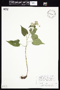 Symphyotrichum cordifolium image