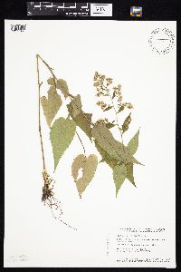 Symphyotrichum cordifolium image