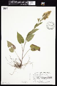 Symphyotrichum cordifolium image