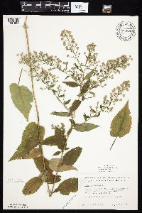 Symphyotrichum cordifolium image