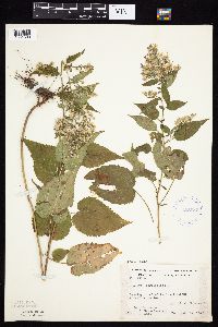Symphyotrichum cordifolium image