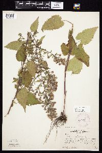 Symphyotrichum cordifolium image