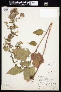 Symphyotrichum cordifolium image