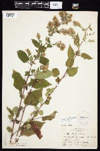 Symphyotrichum cordifolium image