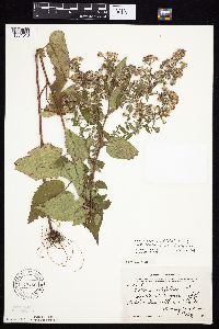 Symphyotrichum cordifolium image