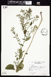 Symphyotrichum cordifolium image