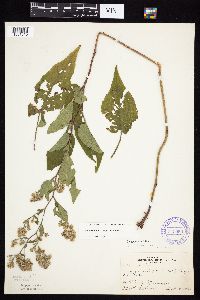 Symphyotrichum cordifolium image