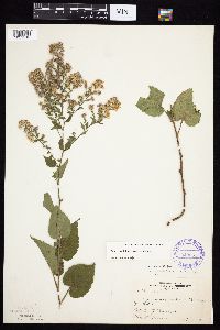 Symphyotrichum cordifolium image
