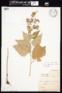 Symphyotrichum cordifolium image